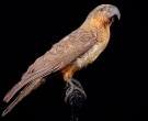 Kaka-de-Norfolk-(2)
