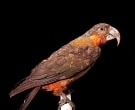 Kaka-de-Norfolk-(3)