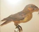 Kaka-de-Norfolk-(4)