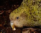 Kakapo-(2)