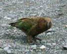 Kakapo-(3)