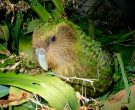 Kakapo-(4)