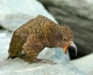 Kea-(3)