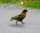 Kea-(5)