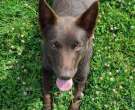 Kelpie-australiano-6