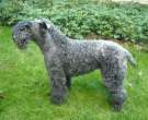 Kerry-Blue-Terrier-3