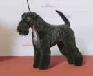 Kerry-Blue-Terrier-4