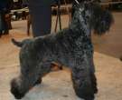 Kerry-Blue-Terrier-6