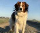 Kooikerhondje