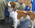Kooikerhondje