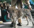 Grifón de muestra Korthals de pelo duro