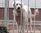 Kuvasz-4