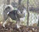 Laika-de-Siberia-Occidental-6