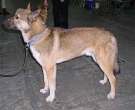 Laika-de-Siberia-Oriental-1