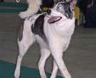Laika-de-Siberia-Oriental-3