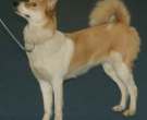 Laika-de-Siberia-Oriental-5