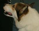 Laika-de-Siberia-Oriental-6