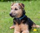 Lakeland-Terrier-2