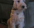 Lakeland-Terrier-4