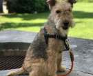 Lakeland-Terrier-5