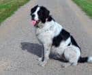 landseer-2