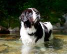 landseer-3