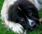 landseer-4