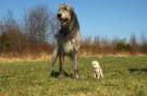 Irish-wolfhound-1