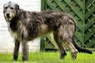 Irish-wolfhound-2