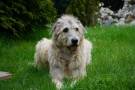 Irish-wolfhound-3