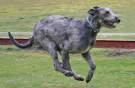 Irish-wolfhound-4