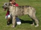 Irish-wolfhound-5