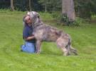 Irish-wolfhound-6