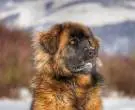 Leonberger-2