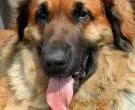 Leonberger-3