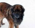 Leonberger-4