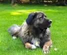 Leonberger-5