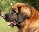 Leonberger-6