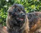 Leonberger-7