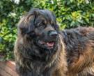 Leonberger-7