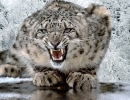 leopardo-de-las-nieves