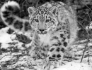 leopardo-de-las-nieves2