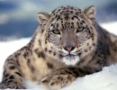 leopardo-de-las-nieves5