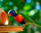 Lori-arcoiris-(2)