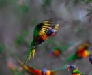 Lori-arcoiris-(6)