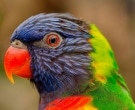 Lori-arcoiris-(7)