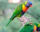 Lori-arcoiris-(8)