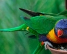 Lori-arcoiris-(9)