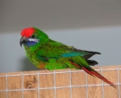 Lori-Bigotudo-(2)