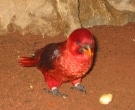 lori-cardenal-1